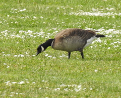 Branta hutchinsii leucopareia