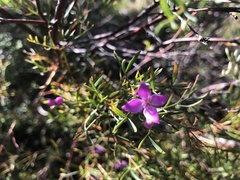 Boronia rivularis