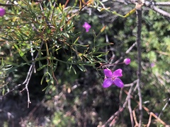 Boronia rivularis