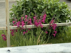Gladiolus communis byzantinus