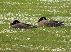 Branta hutchinsii leucopareia