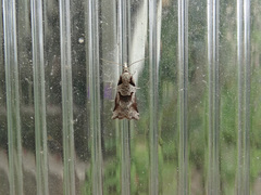 Harmologa amplexana