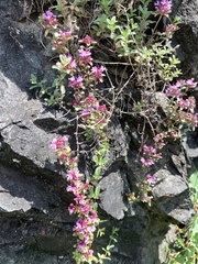 Thymus praecox polytrichus