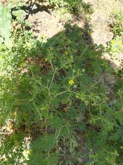 Potentilla tobolensis