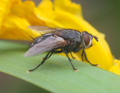 Blepharipa pratensis