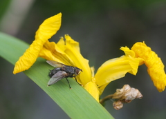 Blepharipa pratensis