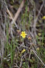 Erythranthe pardalis