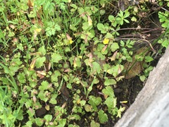 Erythranthe pardalis