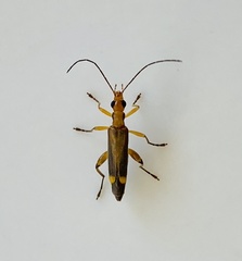 Oedemera natolica