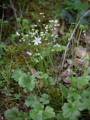 Kumlienia hystricula