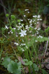 Kumlienia hystricula