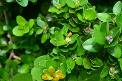 Buxus liukiuensis