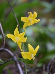 Erythronium tuolumnense