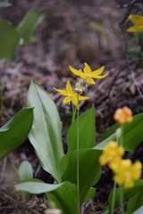 Erythronium tuolumnense