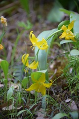 Erythronium tuolumnense