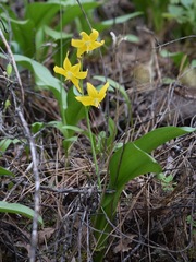 Erythronium tuolumnense