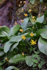 Erythronium tuolumnense