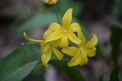 Erythronium tuolumnense