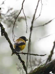 Coccothraustes abeillei