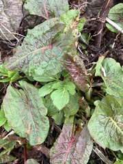 Rumex alpinus