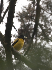Coccothraustes abeillei