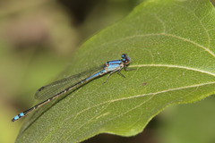 Enallagma novaehispaniae