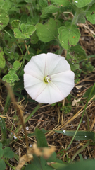 Convolvulus arvensis