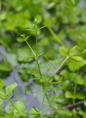 Galium elongatum