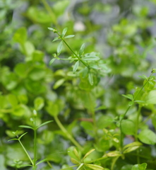 Galium elongatum
