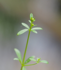 Galium elongatum