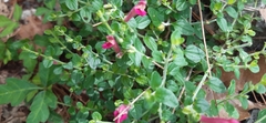 Scutellaria suffrutescens