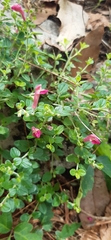 Scutellaria suffrutescens