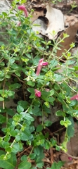 Scutellaria suffrutescens