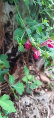 Scutellaria suffrutescens