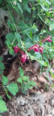 Scutellaria suffrutescens