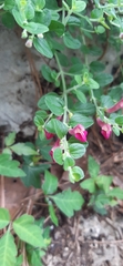 Scutellaria suffrutescens