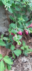 Scutellaria suffrutescens