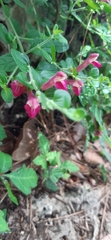Scutellaria suffrutescens