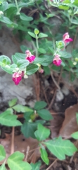 Scutellaria suffrutescens