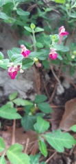 Scutellaria suffrutescens