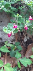 Scutellaria suffrutescens