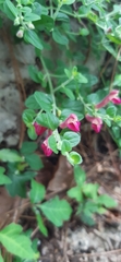 Scutellaria suffrutescens