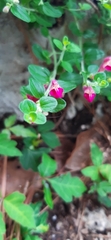 Scutellaria suffrutescens