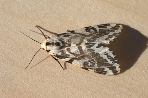 black-and-white tiger moth