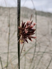 Juncus lesueurii