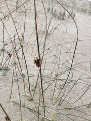 Juncus lesueurii