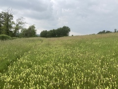 Rhinanthus alectorolophus