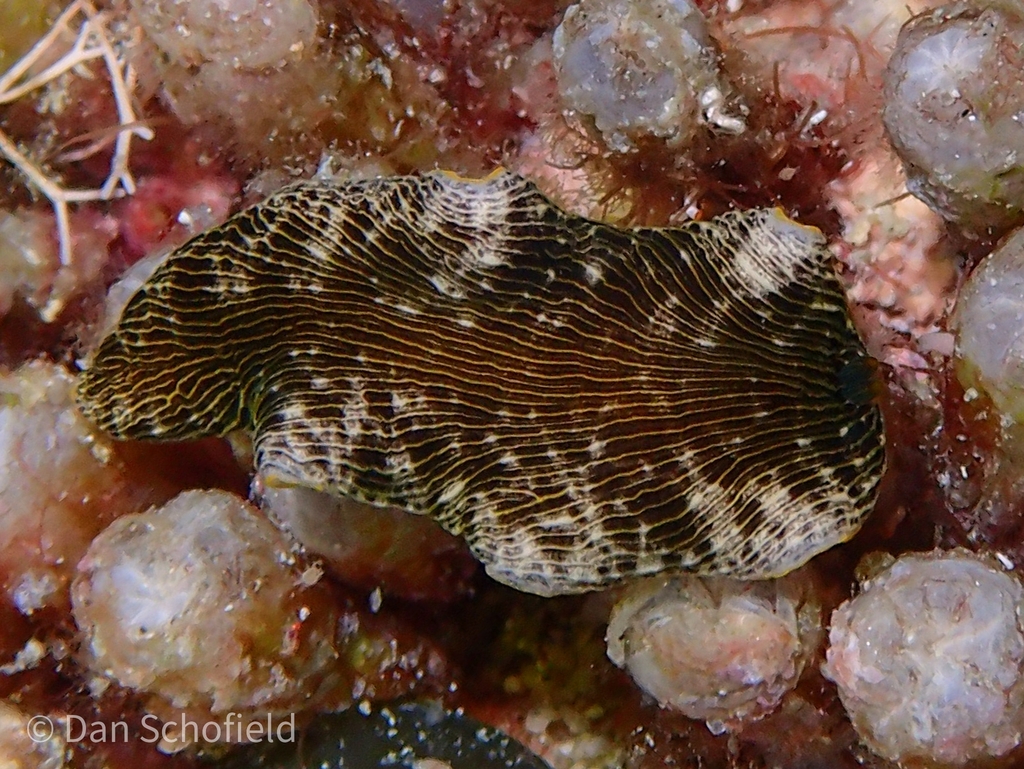 Dermatobranchus striatus