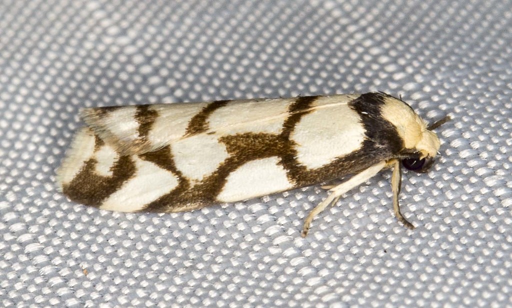 Scaptesyle