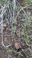 Allophyllum gilioides violaceum